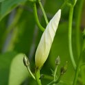 Ipomoea tricolor 'Pearly Gates' bouton